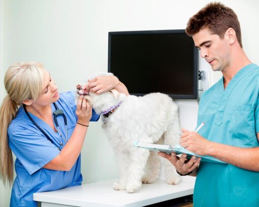 Estudiar Curso Auxiliar Técnico Veterinario